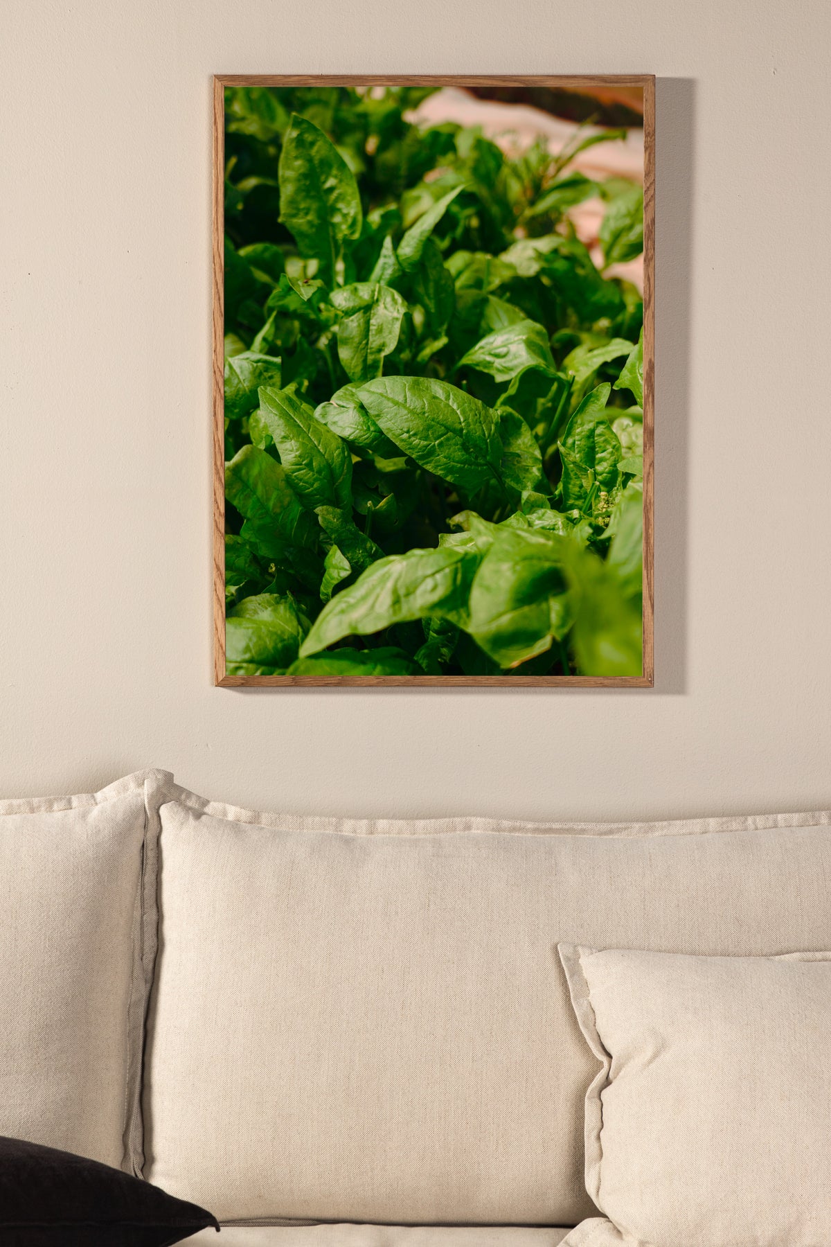 Poster Basil aus hochwertigem Papier