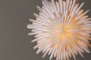 Kerstplafondlamp Lyra - ⌀ 60 cm in 5 kleuren