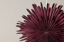 Kerstplafondlamp Lyra - ⌀ 60 cm in 5 kleuren