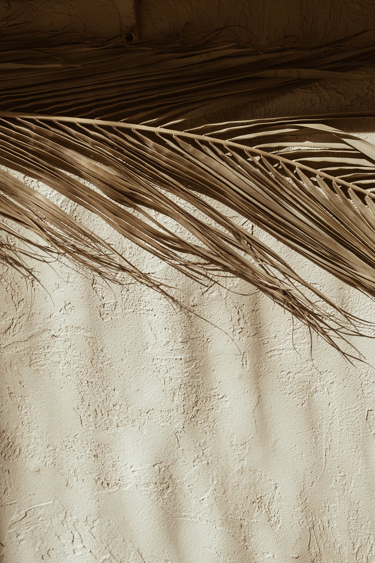 Poster Feuille de palmier en papier de haute qualité